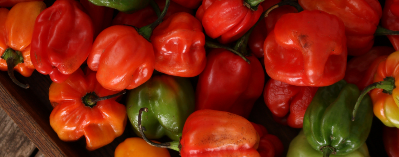 exporTT supports boosting Hot Pepper Production for Export