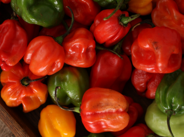 exporTT supports boosting Hot Pepper Production for Export